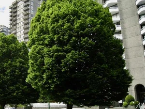Carpinus betulus 'Fastigiata'