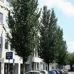 Ulmus ‘Columella’ – 1