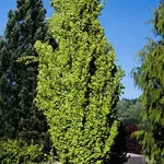 Fagus sylvatica 'Dawyck Gold' – 1