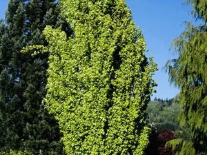 Fagus sylvatica 'Dawyck Gold'