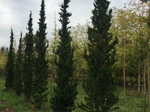 Chamaecyparis lawsoniana ‘Little Spire’