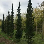Chamaecyparis lawsoniana ‘Little Spire’ – 1