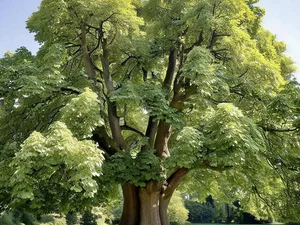 Tilia platyphyllos