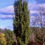 Carpinus betulus 'Frans Fontaine' – 1