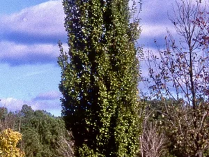 Carpinus betulus 'Frans Fontaine'