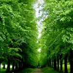 Tilia europea ‘Pallida’ – 1