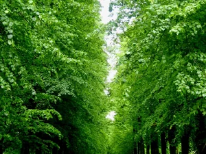 Tilia europea ‘Pallida’