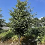 Sycoparrotia semidecidua 'Prins Claus' – 1