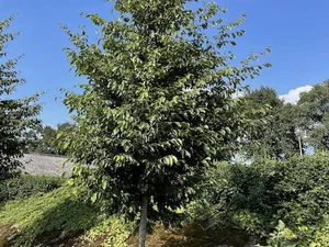 Sycoparrotia semidecidua 'Prins Claus'