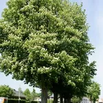 Aesculus hippocastanun – 1