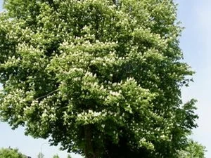 Aesculus hippocastanun