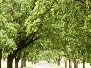 Quercus robur