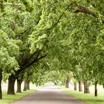 Quercus robur – 1