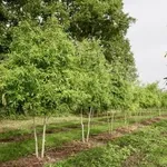 Quercus phellos (multistam) – 1