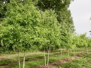 Quercus phellos (multistam)