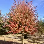 Acer buergerianum – 1