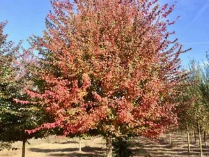 Acer buergerianum