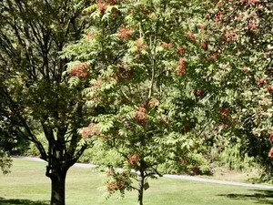 Sorbus sargentiana