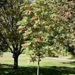 Sorbus sargentiana – 1