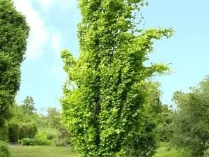 Fagus sylvatica ‘Dawyck'