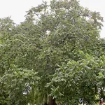 Juglans regia – 1