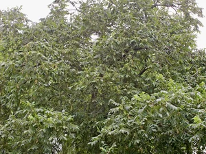 Juglans regia