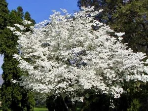 Cornus florida