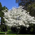 Cornus florida – 1