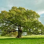 Quercus robur solitair – 1