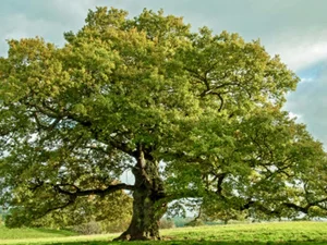 Quercus robur solitair