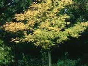 Picrasma quassioides