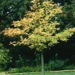 Picrasma quassioides – 1