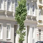 Koelreuteria paniculata ‘Fastigiata’ – 1