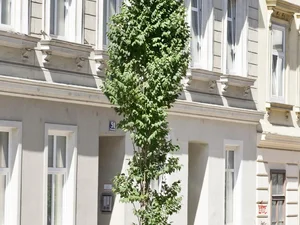 Koelreuteria paniculata ‘Fastigiata’