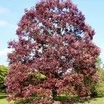 Quercus alba – 1