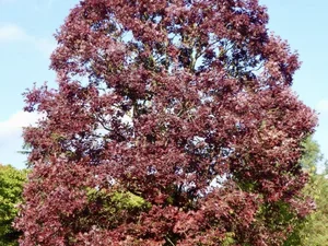 Quercus alba