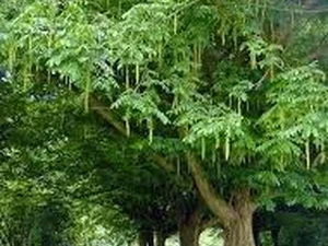 Pterocaria fraxinifolia