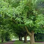 Pterocaria fraxinifolia – 1