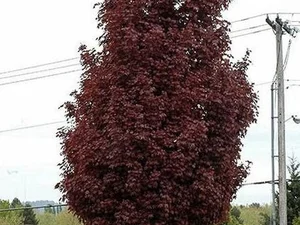 Acer platanoides ‘Crimson Sentry’