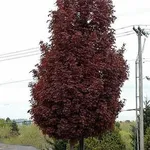 Acer platanoides ‘Crimson Sentry’ – 1