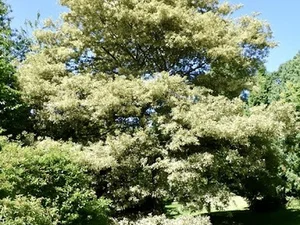 Quercus cerris ‘Argenteovariëgata’