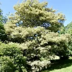 Quercus cerris ‘Argenteovariëgata’ – 1