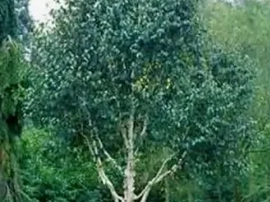 Betula utilis subsp. Jaquemontii (utilis)