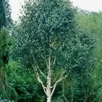 Betula utilis subsp. Jaquemontii (utilis) – 1