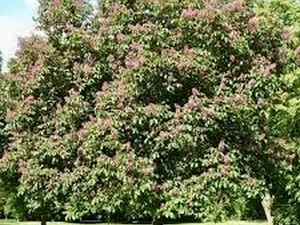 Aesculus carnea ‘Briottii’