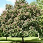 Aesculus carnea ‘Briottii’ – 1