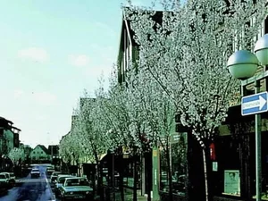 Prunus hillieri 'Spire'