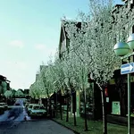 Prunus hillieri 'Spire' – 1