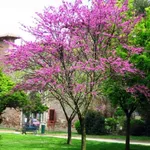 Cercis siliquastrum – 1