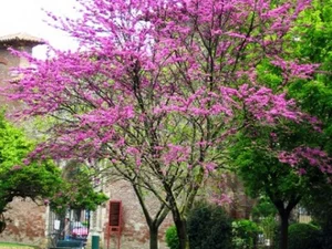 Cercis siliquastrum